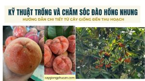 Kỹ thuật trồng và chăm sóc đào hồng nhung