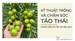 Kỹ thuật trồng và chăm sóc táo thái